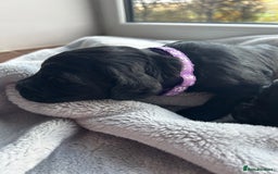 Cocker Spaniel dogs for sale: ✨ Cuddles Await from our Cocker Spaniel Pups  - Image 32