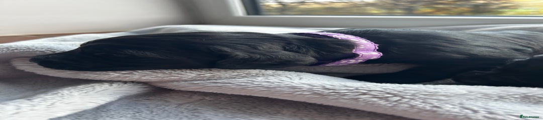 Cocker Spaniel Puppy 3