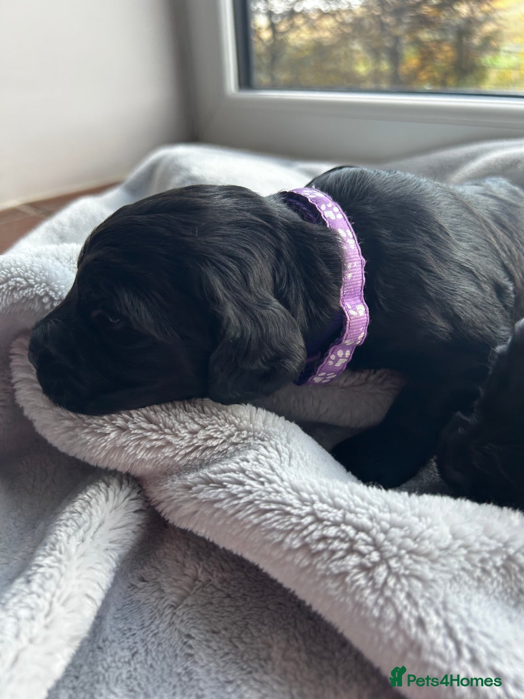 Cocker Spaniel dogs for sale: ✨ Cuddles Await from our Cocker Spaniel Pups  - Image 32
