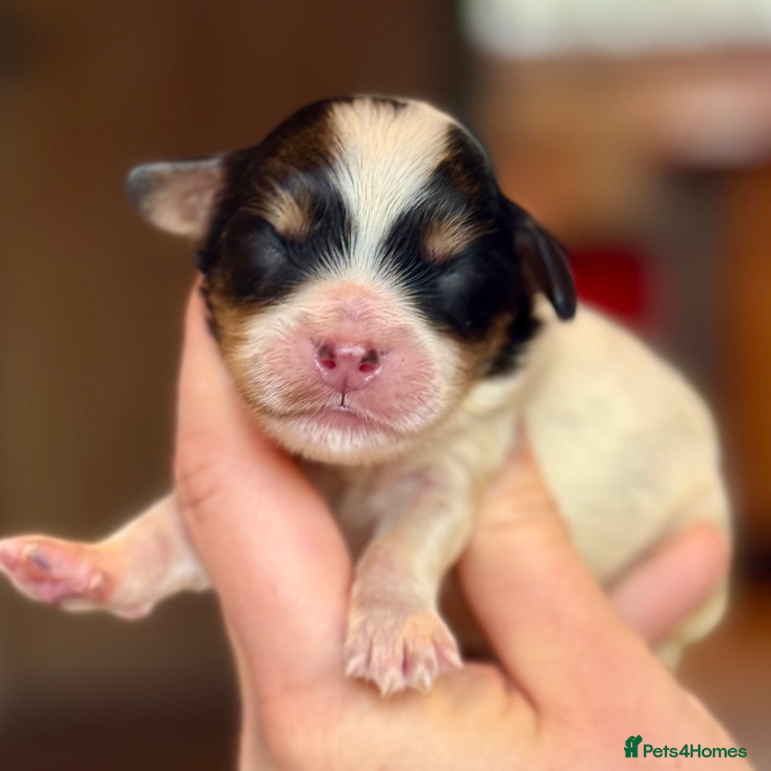 Cavapoo dogs for sale: Gorgeous Rainbow Cavapoos 🌈 - Advert 6