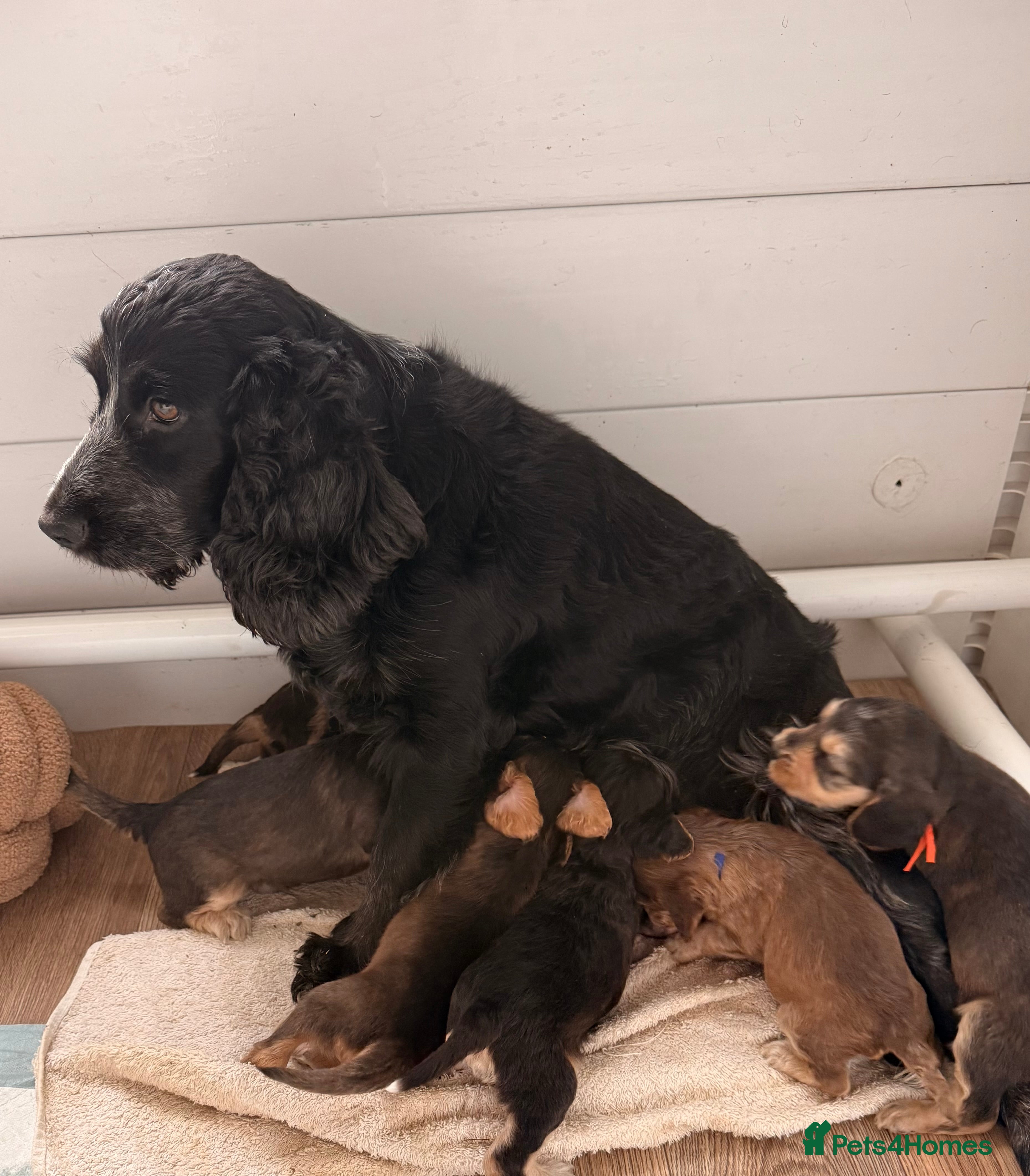 Cocker Spaniel dogs Cocker spaniel puppies in Arundel - Advert 1