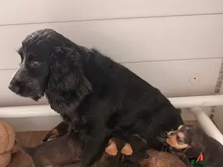 Cocker Spaniel dogs Cocker spaniel puppies in Arundel - Advert 1