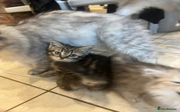 Persian cats for sale: Persian chinchilla x Bengal  - Image 6