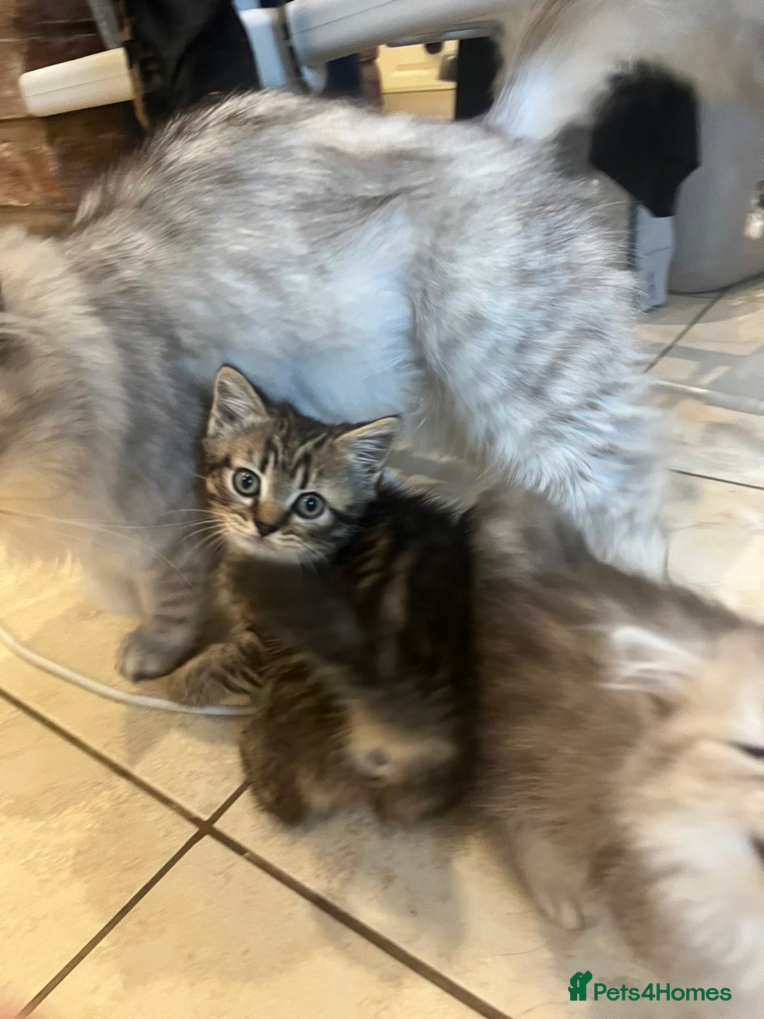 Persian cats for sale: Persian chinchilla x Bengal  - Image 6
