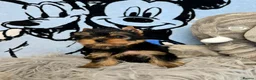 Yorkshire Terrier dogs for sale: Top quality puppies in Altrincham - Advert 6