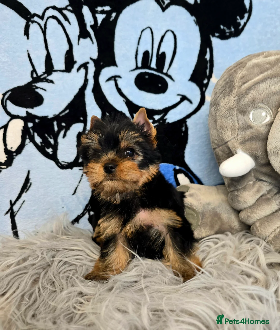 Yorkshire Terrier dogs for sale: Top quality puppies in Altrincham - Advert 6