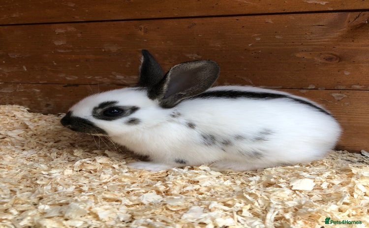 English Spot rabbits in Wickford - Advert 1