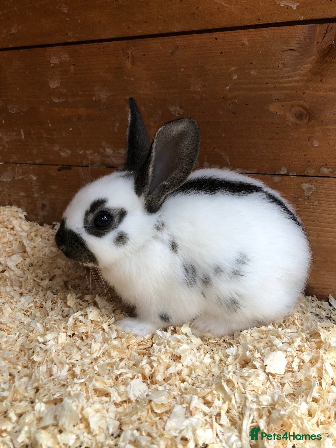 English Spot rabbits for sale: Baby English spot rabbits  in Wickford - Image 1