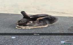 Lionhead rabbits for sale: Baby Lionhead rabbits 8-12 weeks old  - Image 2