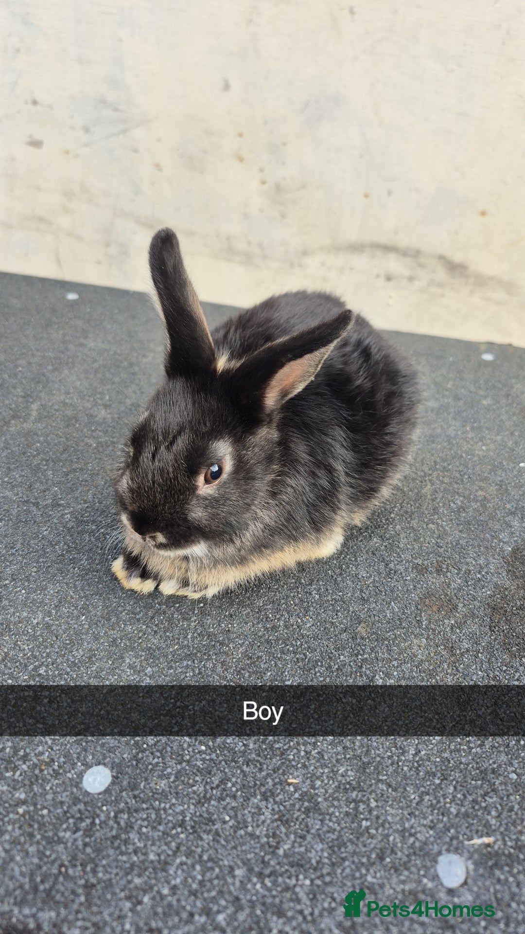 Lionhead rabbits for sale: Baby Lionhead rabbits 8-12 weeks old  - Image 2