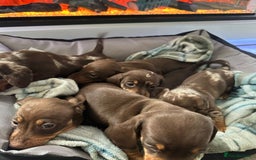 Miniature Dachshund dogs for sale: Miniature dachshund puppies - Image 7
