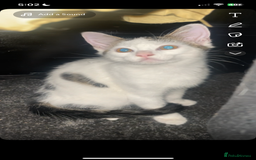 Mixed Breed cats for sale: Boy kitten looking for ever home  - Image 2