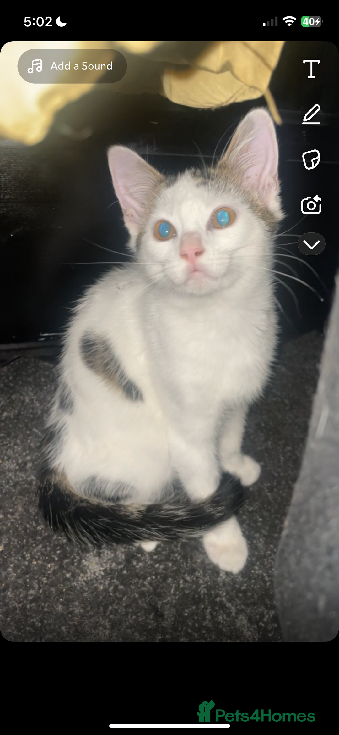 Mixed Breed cats for sale: Boy kitten looking for ever home  - Image 2
