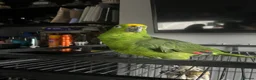 Parrots birds for sale: Reluctant sale of Amazon Parrot in Manchester - Advert 3