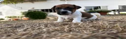 Jack Russell dogs for sale: Delightful Miniature Jack Russell Pups - Advert 6