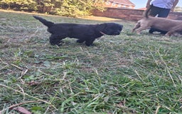 Cockapoo dogs for sale:  1 female black and white FB1 cockerpoo puppies  - Image 4