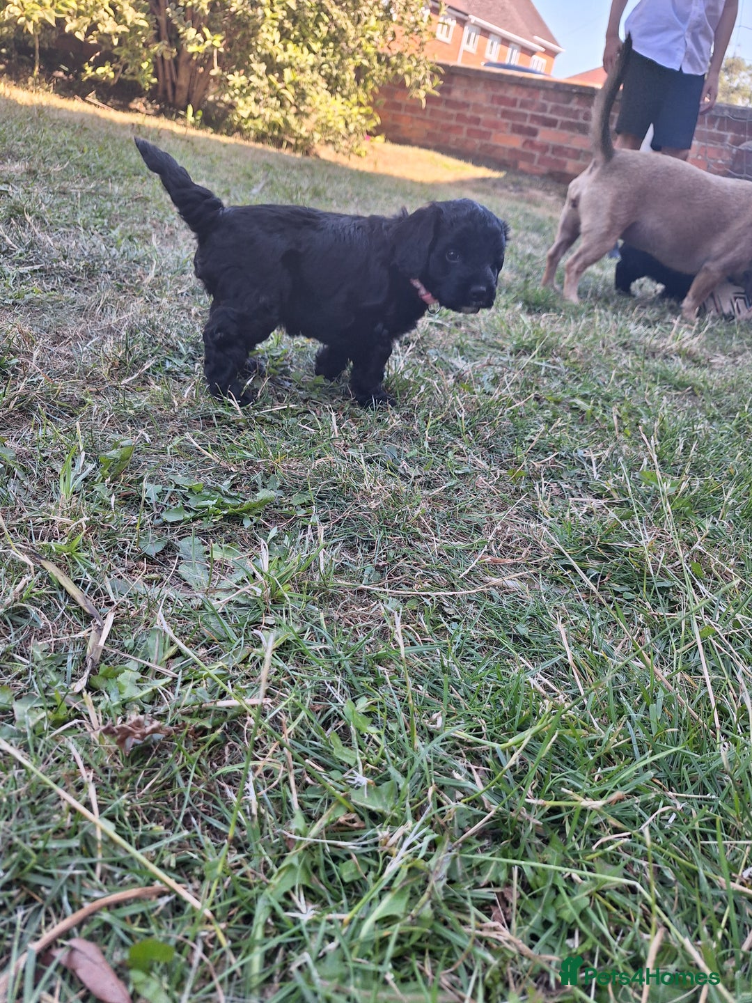 Cockapoo dogs for sale:  1 female black and white FB1 cockerpoo puppies  - Image 4