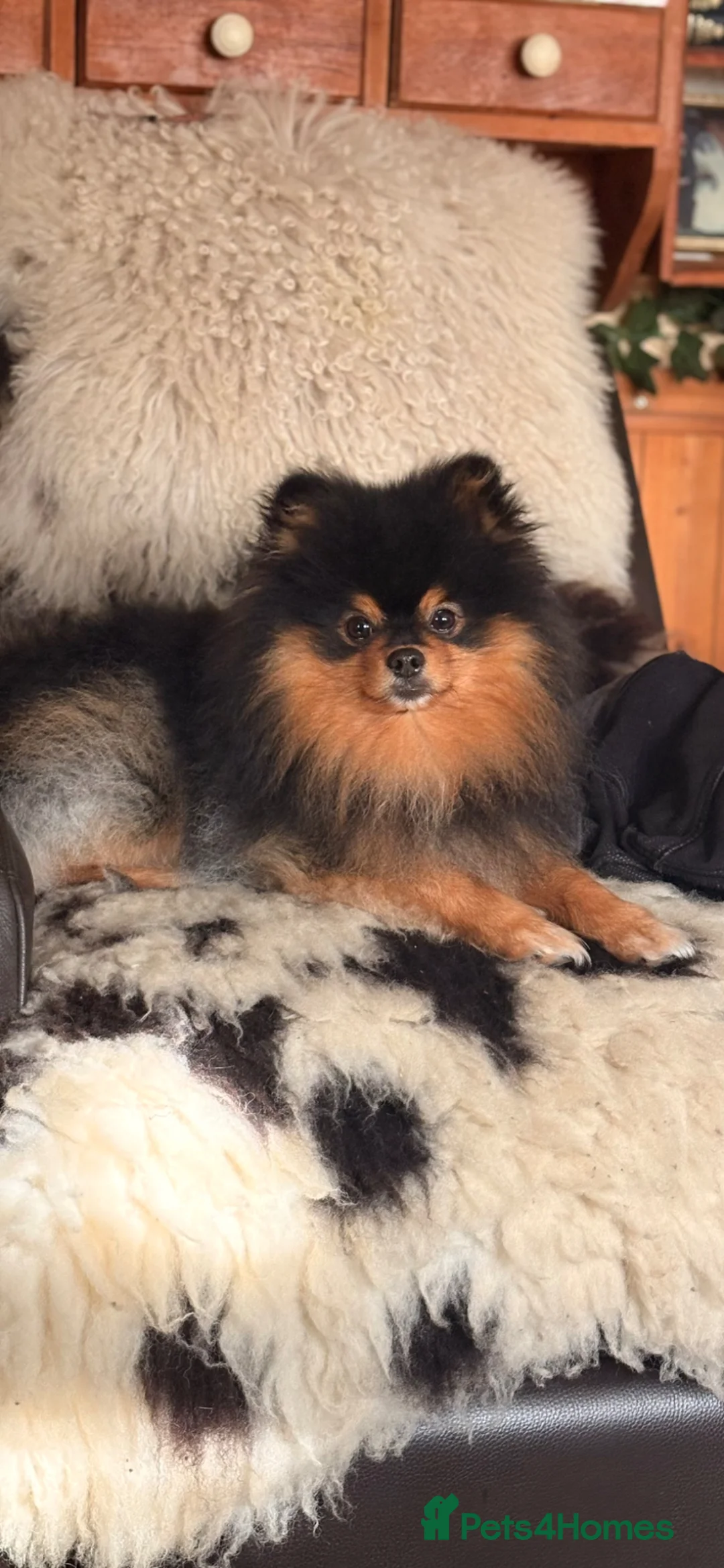 Pomeranian dogs for sale: Rocky - Advert 3