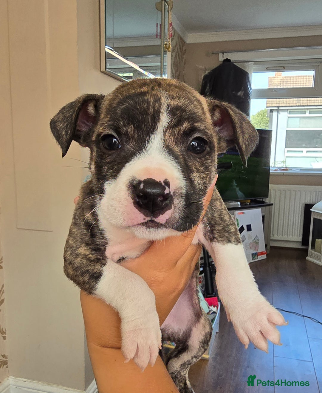 Staffordshire Bull Terrier dogs for sale: Staffie Pups - Image 14
