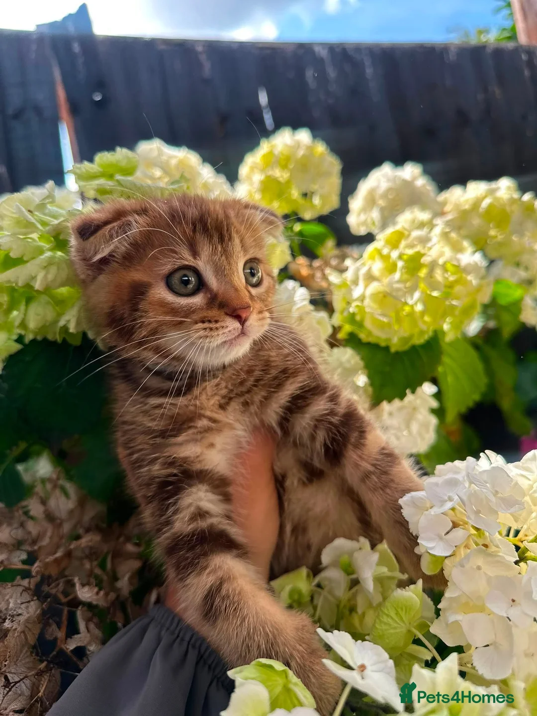 Scottish Fold cats for sale: Beautiful Scottish Fold in Birmingham - Advert 4