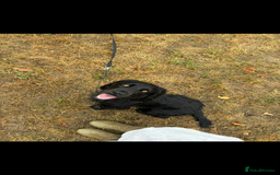 Cocker Spaniel dogs for stud: Dark star Beau, Working Cocker, Stud available - Image 3
