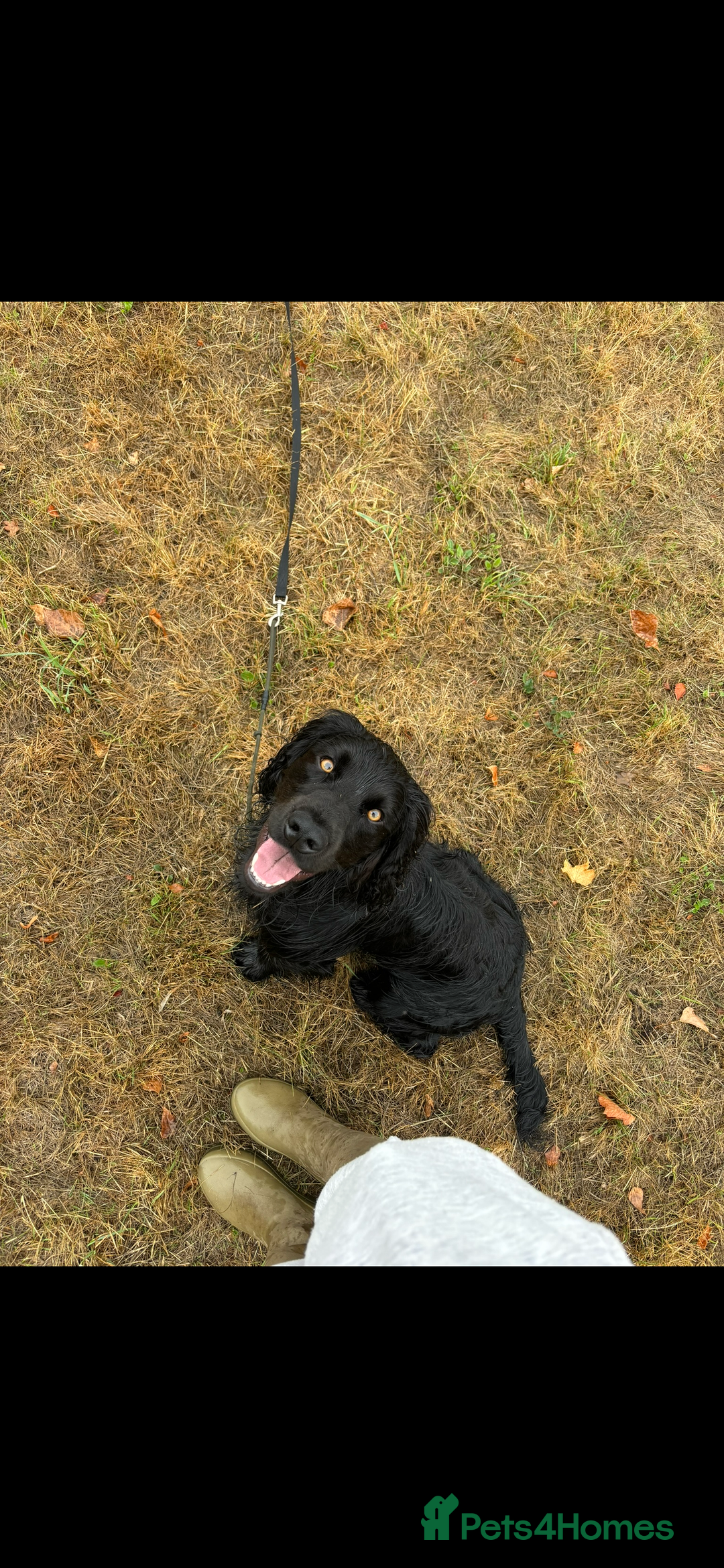 Cocker Spaniel dogs for stud: Dark star Beau, Working Cocker, Stud available - Image 3