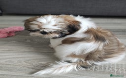 Shih Tzu dogs for sale: 🐶Shih tzu puppies for sale 🐶 1 girl💚 left - Image 3