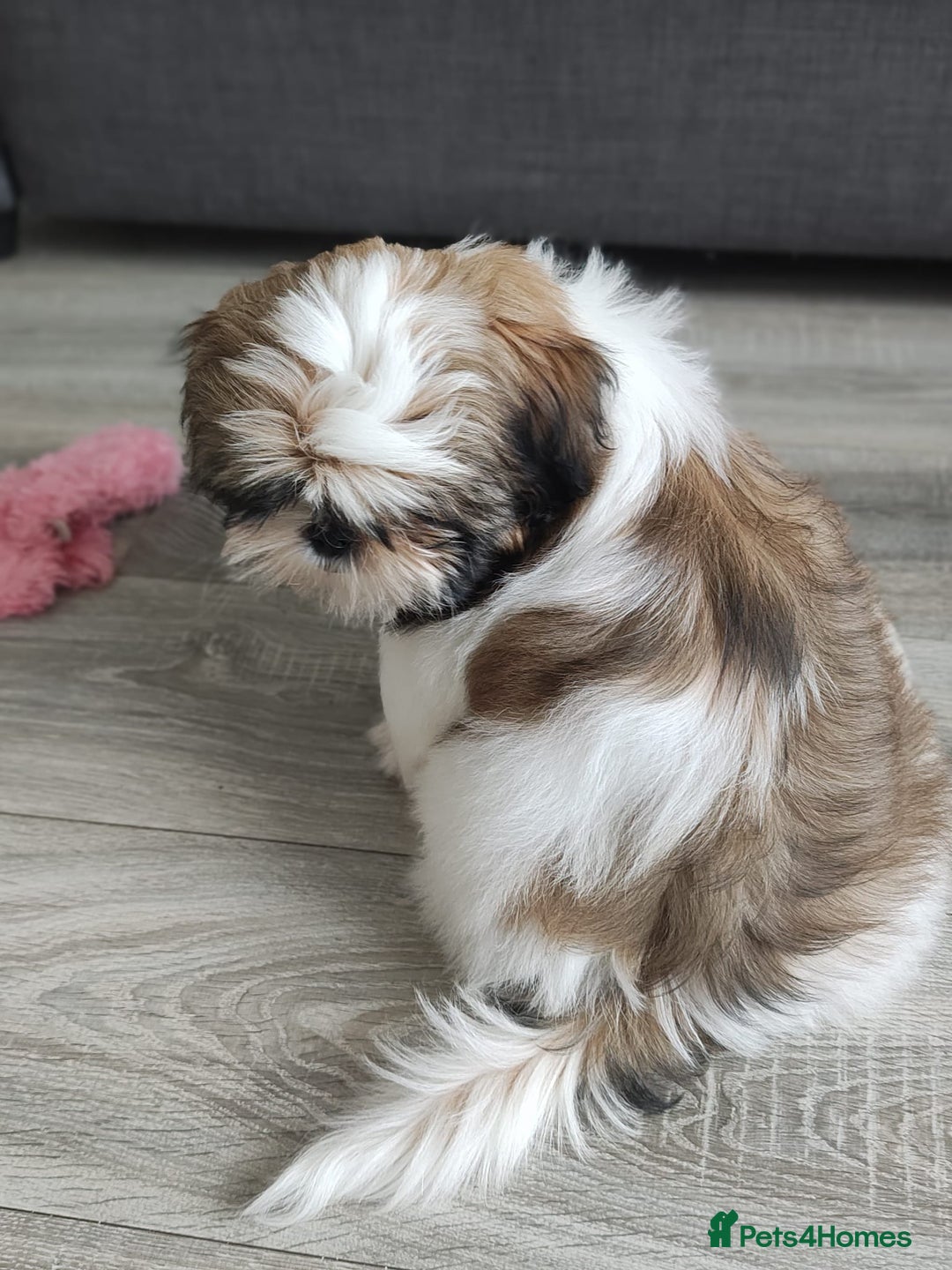 Shih Tzu dogs for sale: 🐶Shih tzu puppies for sale 🐶 1 girl💚 left - Image 3