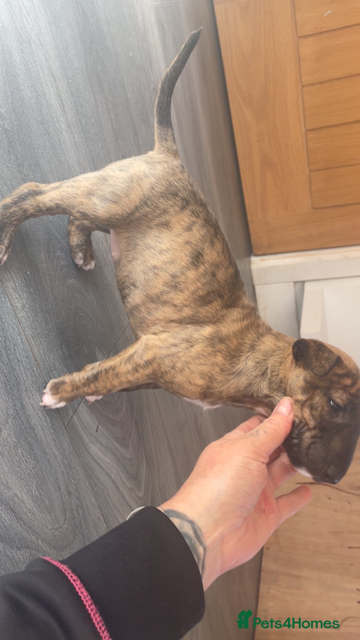 English Bull Terrier dogs for sale: *One Left* KC Reg English Bull Terrier Pups  - Advert 14