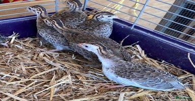 Guinea Fowl poultry - Advert 5