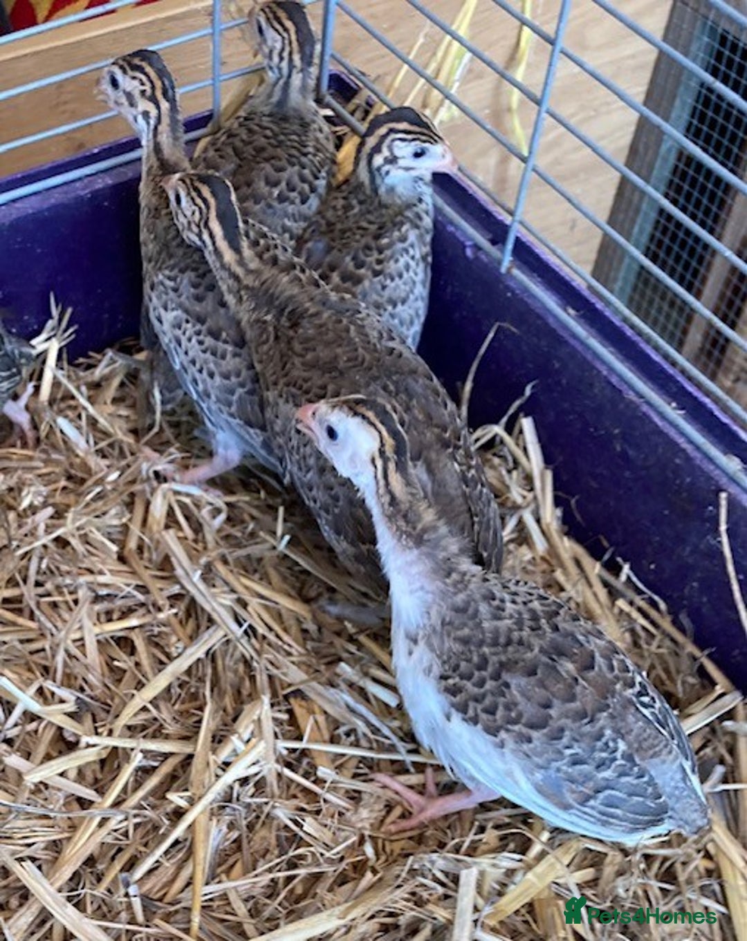 Guinea Fowl poultry for sale: Guinea Fowl Keets Chicks - Image 3