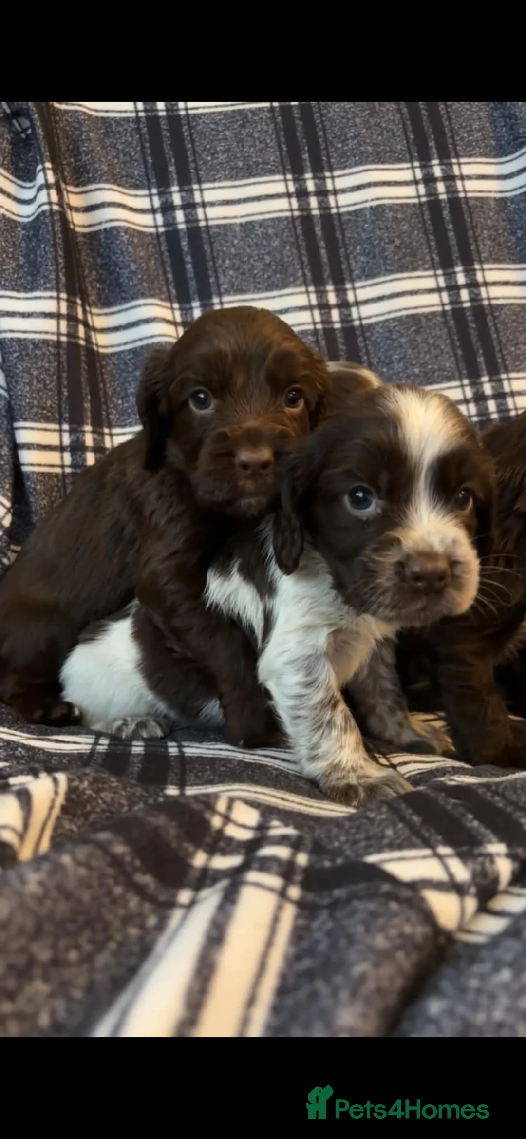 Cocker Spaniel dogs for sale: Cocker Spaniel Puppies - Ready soon 🐾 - Advert 2