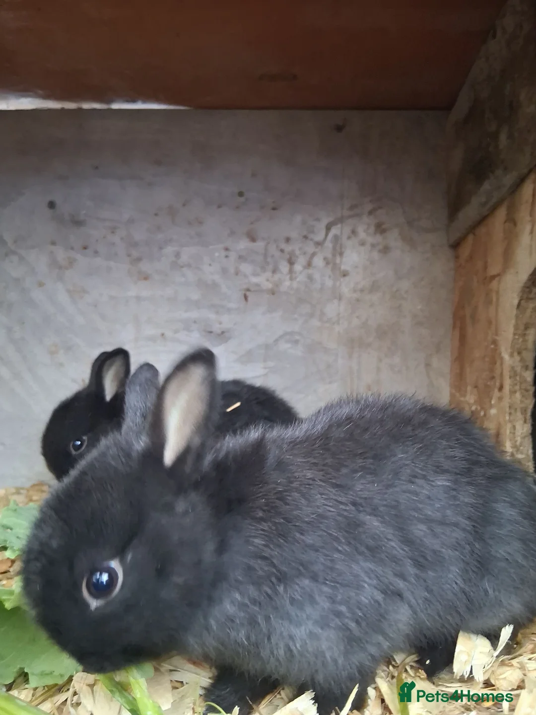 Dwarf Lop rabbits for sale: £50 each  - Advert 2