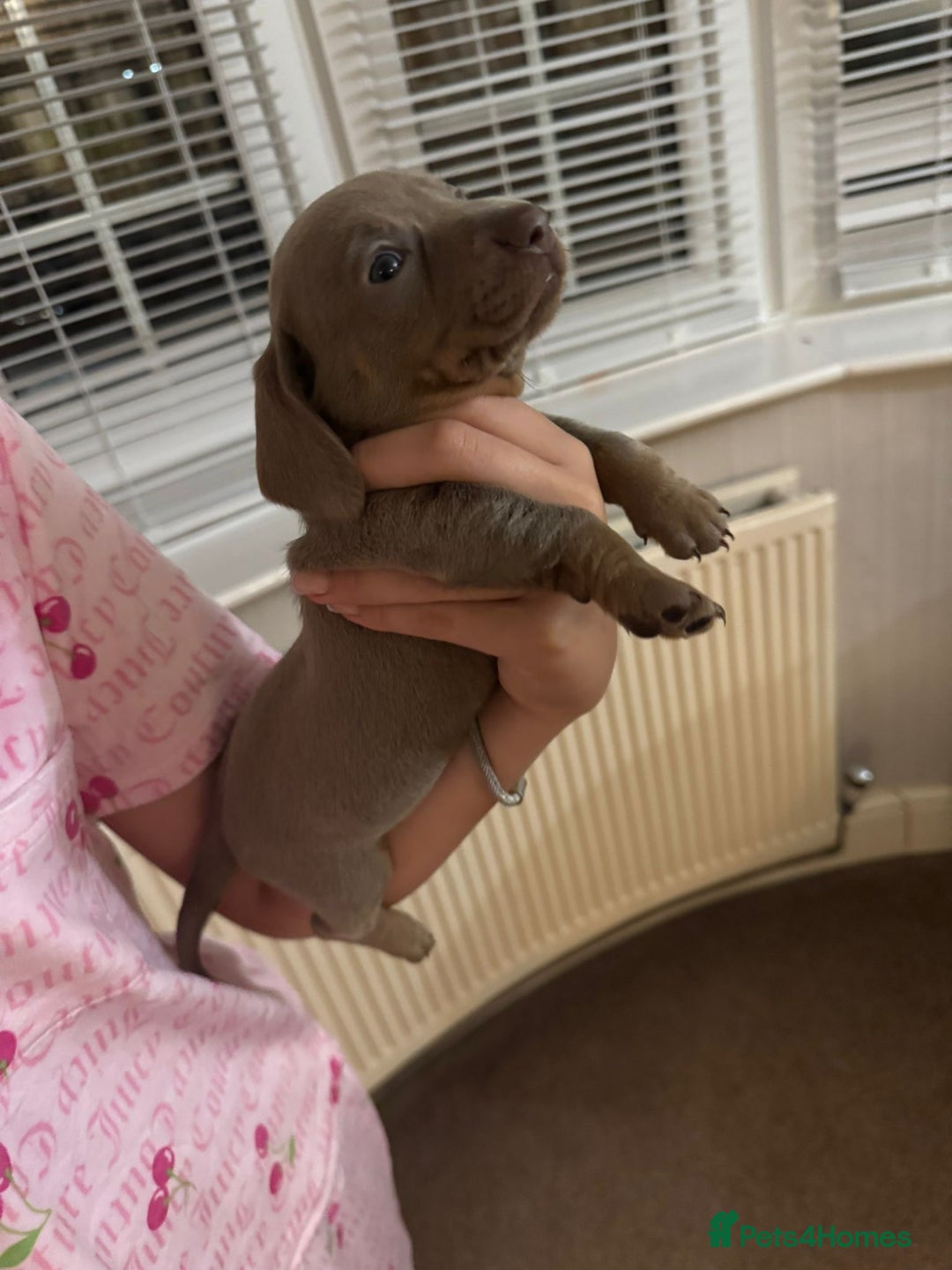 Miniature Dachshund dogs for sale: Miniature dachshund puppies  - Image 13