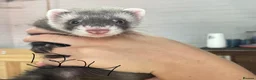 Ferret rodents for sale: Ferret kits for sale  - Advert 5