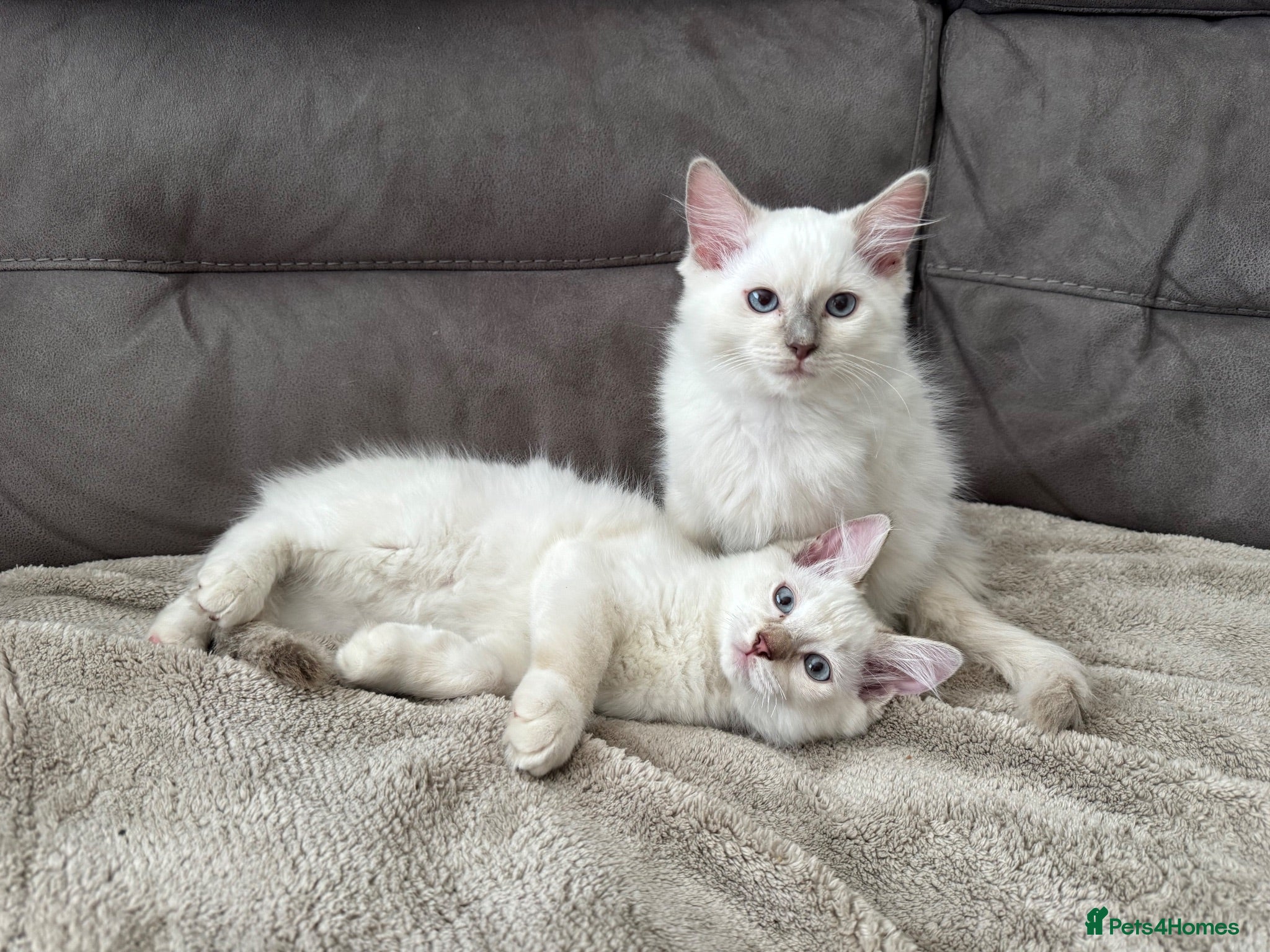 Ragdoll cats 2 boys left - Ragdoll kittens for sale Fleet - Advert 6