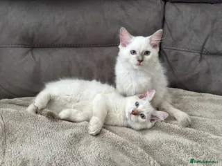 Ragdoll cats 2 boys left - Ragdoll kittens for sale Fleet - Advert 6