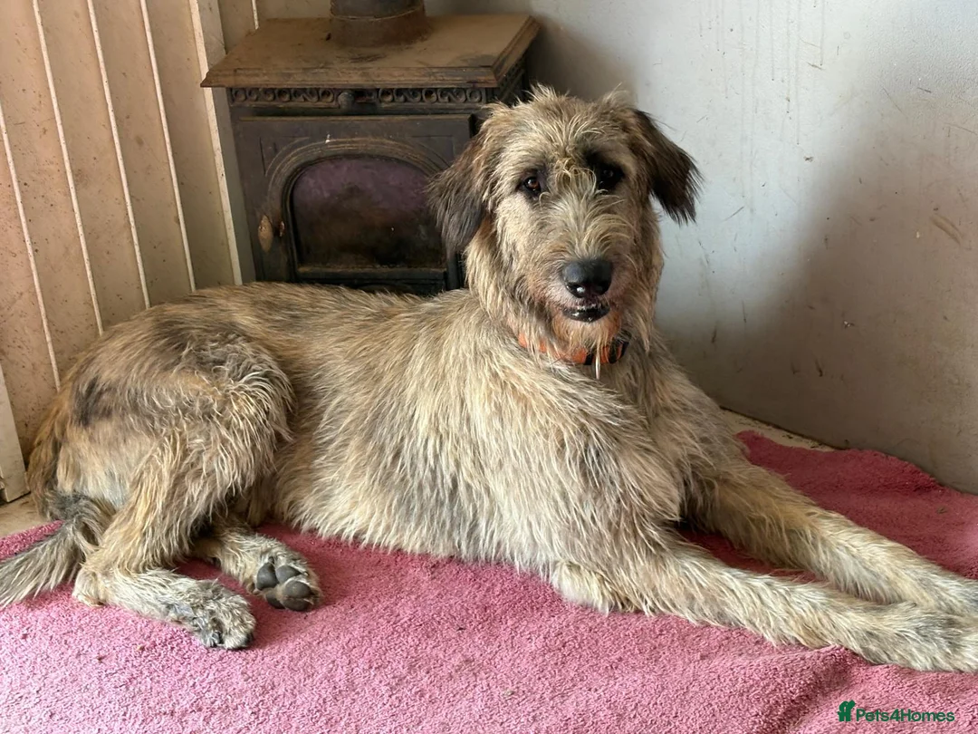 Irish Wolfhound dogs for sale: Stunning Irish Wolfhound Pups  - Advert 2