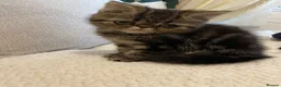 Exotic cats for sale: Exotic Persians  - Advert 12