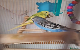 Canaries birds for sale: Two canaries and cage  - Image 3