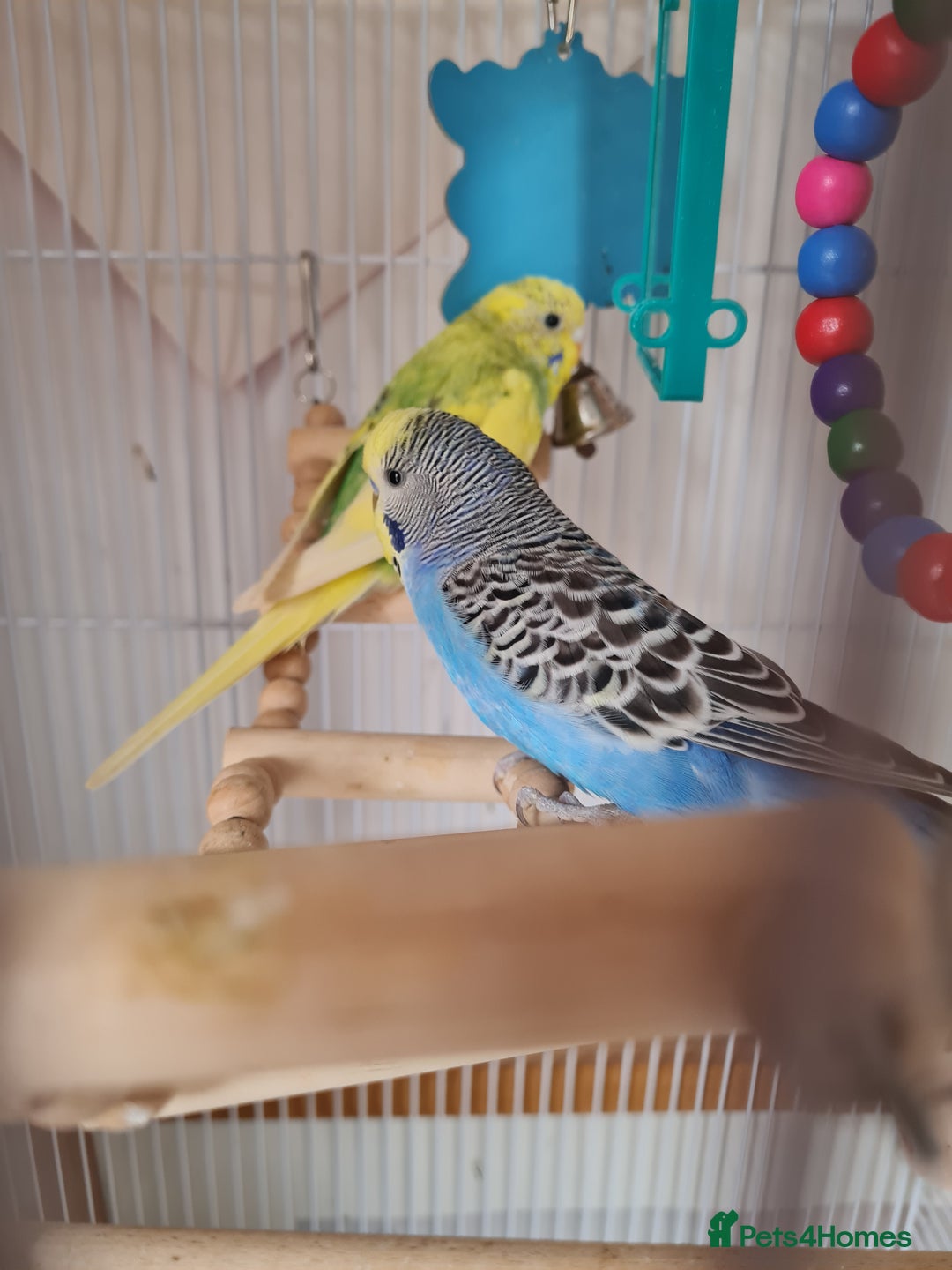 Canaries birds for sale: Two canaries and cage  - Image 3