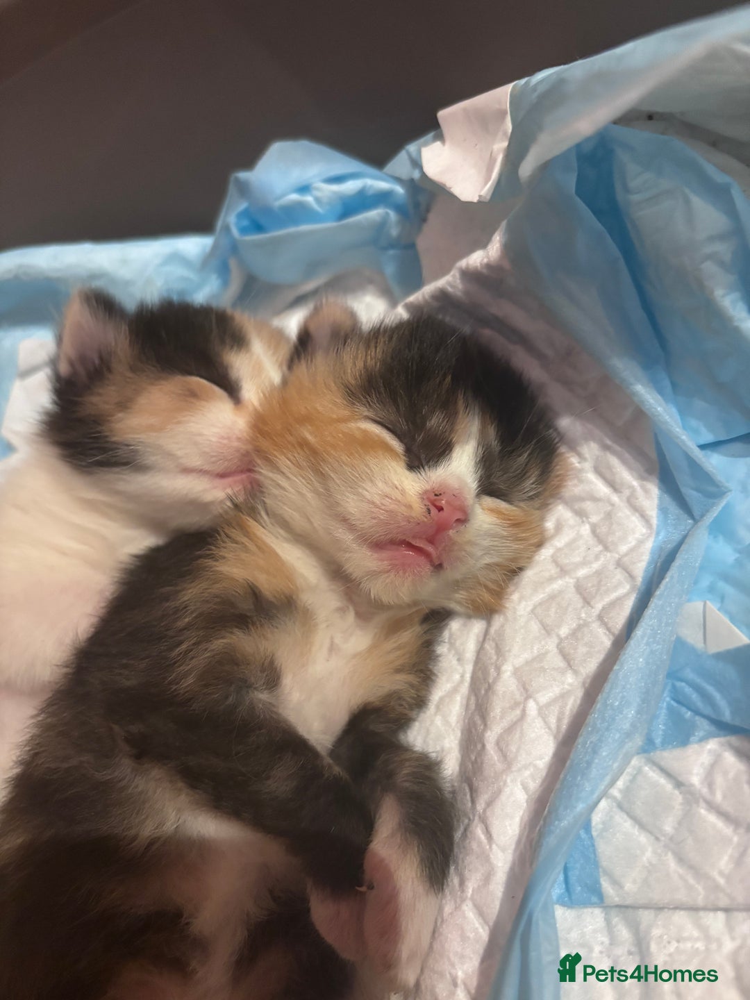 Domestic Shorthair cats for sale: 5 Gorgeous Kittens -  ready on the 7th January  - Advert 1