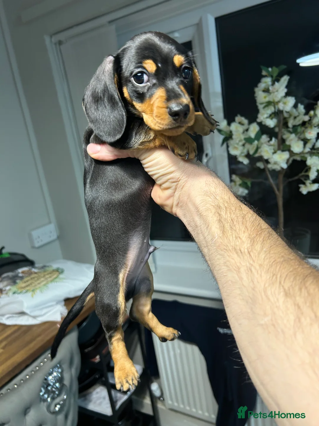 Miniature Dachshund dogs for sale: Kc reg miniature dachshund - Advert 2