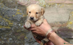 Labrador Retriever dogs for sale: Working Labrador Puppies  - Image 3