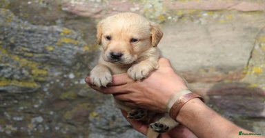 Labrador Retriever dogs - Advert 3