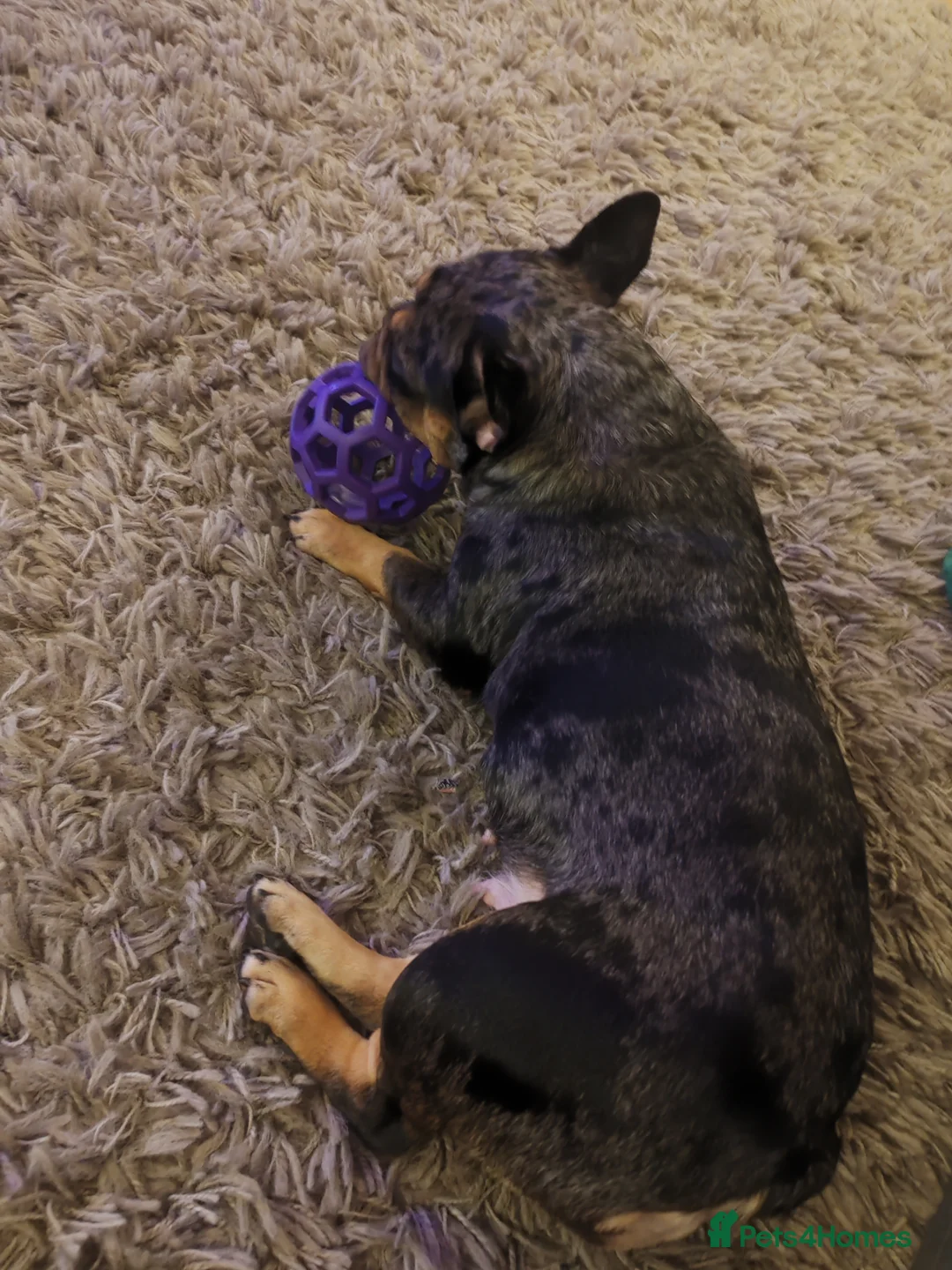 French Bulldog dogs for sale: Loving Home Needed – 2 Year Old French Bulldog in Rochester - Advert 6