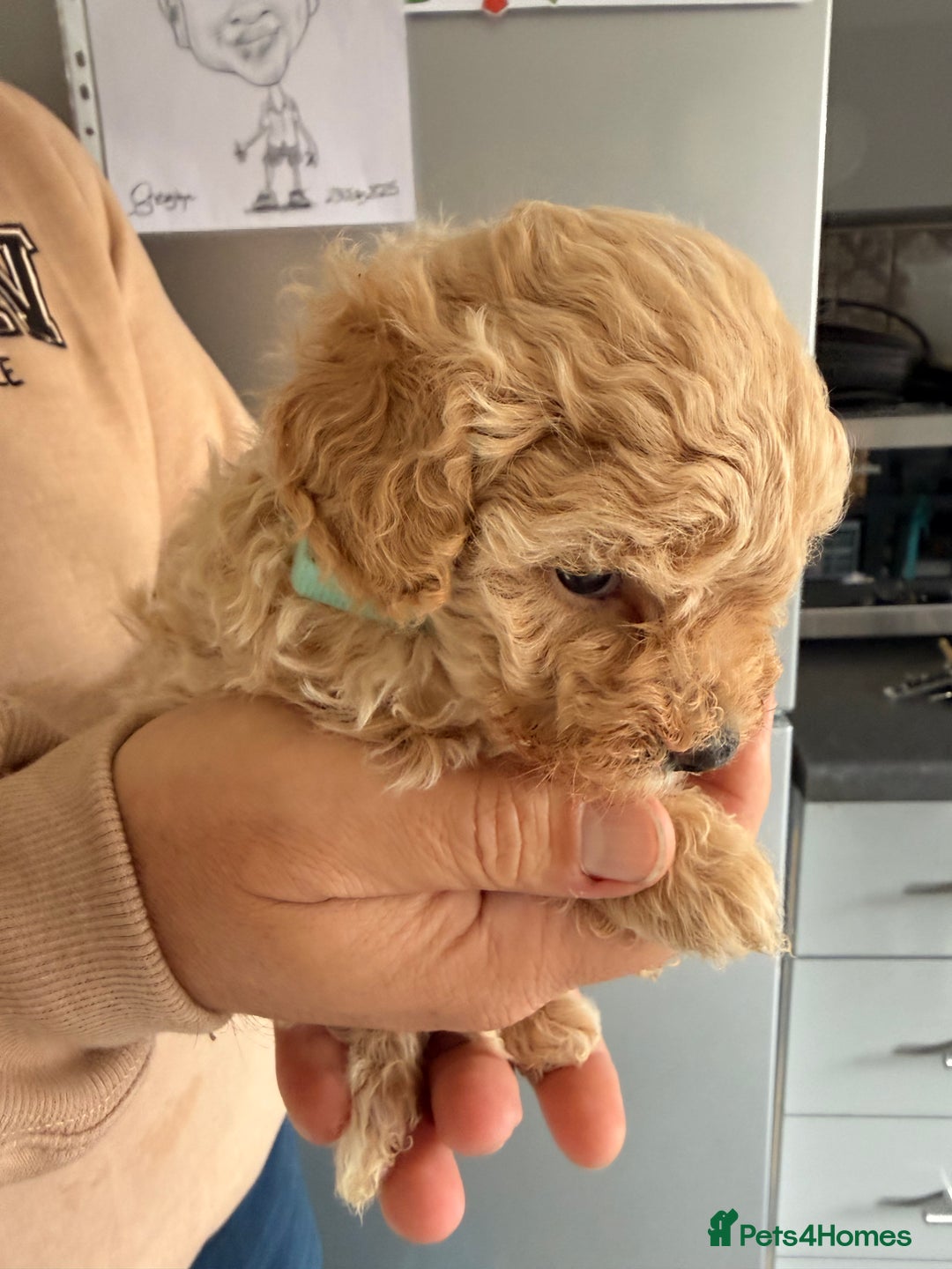 Poochon dogs for sale: Poochon Puppies  - Image 3