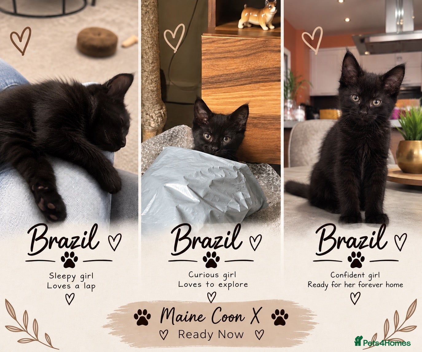 Maine Coon cats  Maine Coon X ready NOW - Advert 1