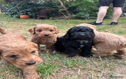 Cockapoo dogs for sale: Cockapoo puppies F1B - Image 11