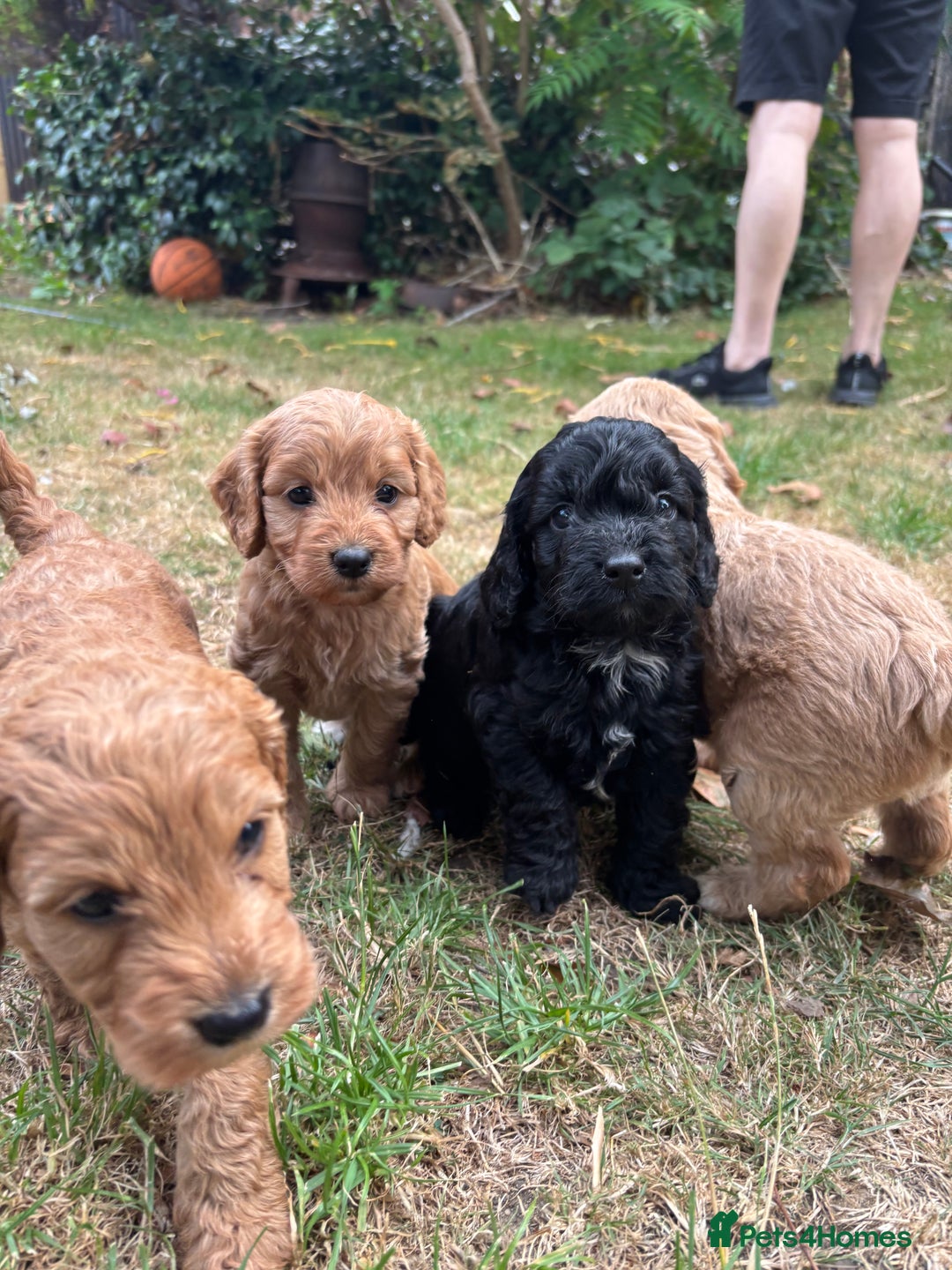 Cockapoo dogs for sale: Cockapoo puppies F1B - Image 11